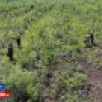 В Алданском районе недропользователи участвуют в программе лесовосстановления 