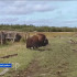 В село Алеко-Кюель Среднеколымского района забрёл одинокий овцебык.