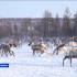 В Нерюнгринском районе отметили День оленевода
