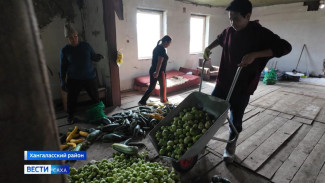 Томаты, огурцы, тыквы и кабачки. В Хангаласском районе приступили к сбору урожая