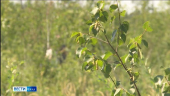 В Якутии за прошедшие сутки ликвидировали 10 лесных пожаров