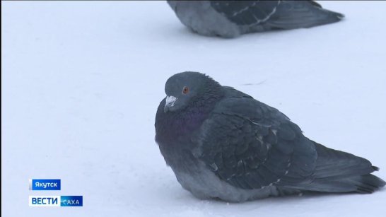 Прогноз погоды в Якутии на 20 февраля