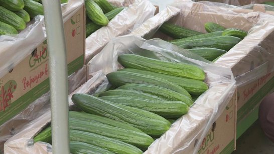 Тепличный комплекс "Саюри" перевыполнил план по производству овощей на 16 процентов