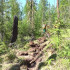 В Якутии за сутки ликвидировали 11 лесных пожаров