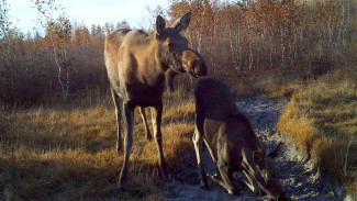 В Якутии экологи фиксируют рост численности соболя, лосей, косуль и благородных оленей