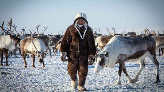 В Якутии растёт поголовье северных оленей 
