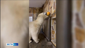 Ленинградский зоопарк опубликовал новые кадры с медведицей Хаарчааной