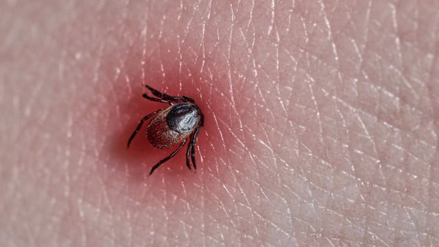 В Ленском районе зафиксировали первый случай укуса клеща