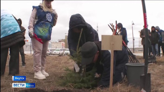 100 деревьев посадили на территории Онкоцентра Якутии