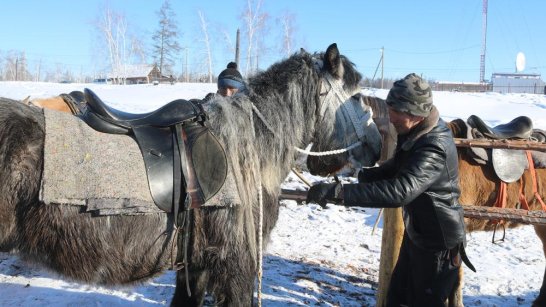 21 марта в Амгинском районе Якутии стартуют соревнования коневодов-табунщиков