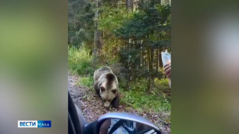 В Якутии фиксируют новые случаи появления медведей вблизи населённых пунктов