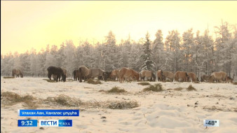 Выпуск "Вести Саха" 12.01.2026 (09:30)