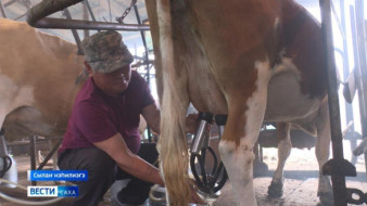 В Якутии пройдет конкурс среди операторов машинного доения коров