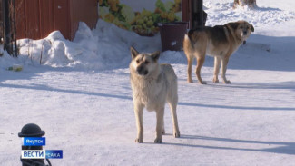 Более 4 тысяч безнадзорных собак отловили в Якутии в 2025 году