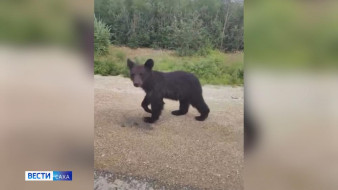 За пять лет число встреч с медведями в Якутии увеличилось в 2,5 раза