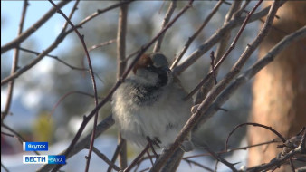 Выпуск "Вести Саха" 11.03.2026 (11:30)