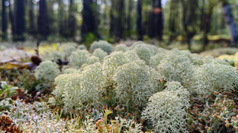 Прогноз погоды в Якутии на 31 июля
