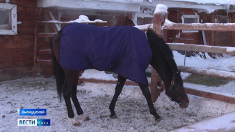 АГАТУ ипподромугар 30 тахса сүүрүүк ат кыстыыр