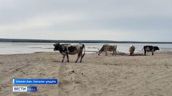 Хаҥалас улууһун дьоҕус хаһаайыстыбата саха сүөһүтүн иитэр