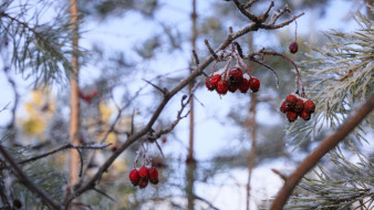 Прогноз погоды в Якутске на 17 декабря