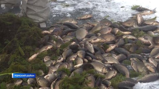 Минэкологии предупреждает рыболовов Якутии о соблюдении правил вылова карася