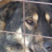За прошедшую неделю в Якутске отловлено 67 безнадзорных собак