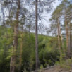 Два лесных пожара ликвидировали в Якутии за последние сутки