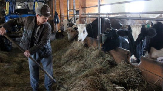 В 2022 году в Якутии 172 хозяйства получили поддержку по программе финансового оздоровления скотоводческих хозяйств
