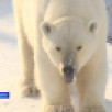 27 февраля отмечается День полярного медведя