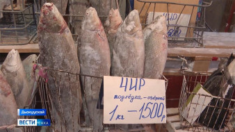 Саҥа дьылы көрсө “Сайсары” ырыынакка сыананы үөрэттибит