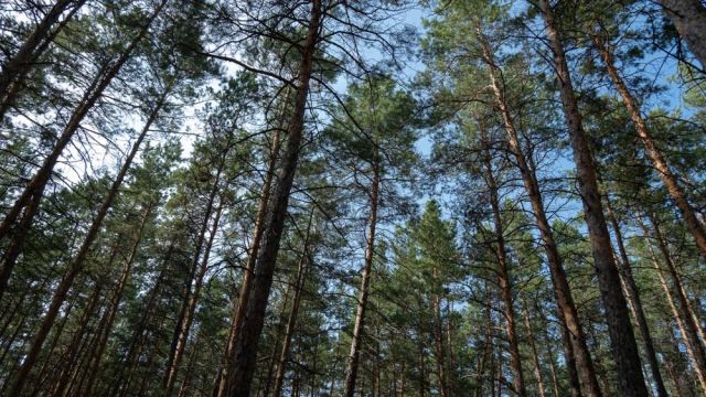 Прогноз погоды в Якутске на 26 августа