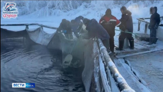 На Чернышевском рыбзаводе начался массовый вылов радужной форели из садков