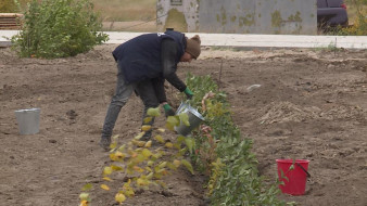 Жители Якутска высадили более 2000 саженцев растений в преддверии Дня города