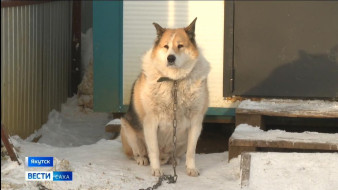 Выпуск "Вести Саха" 27.11.2025 (11:30)