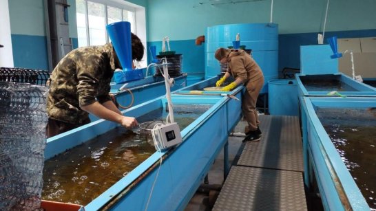 Чернышевский рыбоводный завод подготовит свыше 26 млн личинок для зарыбления рек Якутии