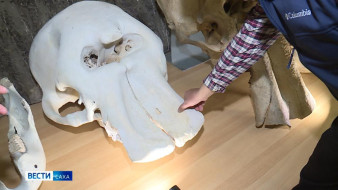 Череп африканского слона доставили в музей мамонта Якутии