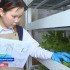 Учащиеся Батаринской школы Мегино-Кангаласского района выращивают овощи и зелень