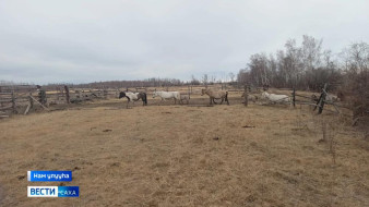 Быстах кэмнэ сүөһү хаайар пууннар 27 улууска тэриллэн билигин күрэтии үлэтэ барар
