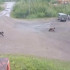 Опасное соседство. В Якутии фиксируют новые случаи появления медведей вблизи населённых пунктов