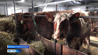 Саҥа сүүрээн: үүт боруоданы тутуу