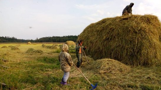 В Чурапчинском улусе заготовлено более 1 тысячи тонн сена 
