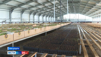 Нам улууһугар бэс питомнига сайыҥҥы үлэтин саҕалаата