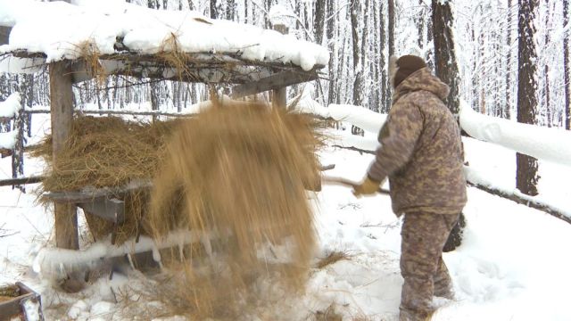 В Якутии подкармливают косуль, чтобы животные смогли пережить зиму