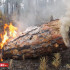 Четыре лесных пожара ликвидировано в Якутии за сутки