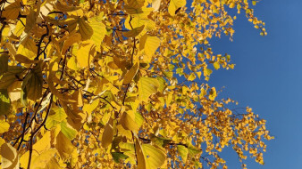 Прогноз погоды в Якутии на 15 октября