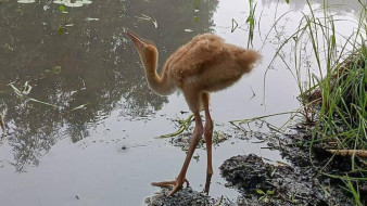 Маленьким стерхам из Якутии вылупившимся в Окском заповеднике исполнился месяц