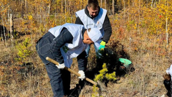 Зелёный четверг. В Якутии около 500 молодых сосен высажено в рамках Всероссийской акции "Сохраним лес"