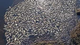 Исследования проб воды из озера Хампах в Якутии исключили причину гибели рыб из-за загрязнения