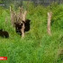 Спасённые медвежата из Якутии обживаются в центре "Тигр" во Владивостоке