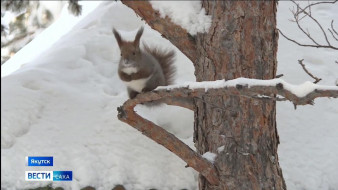 Выпуск "Вести Саха" 07.02.2026 (14:30)